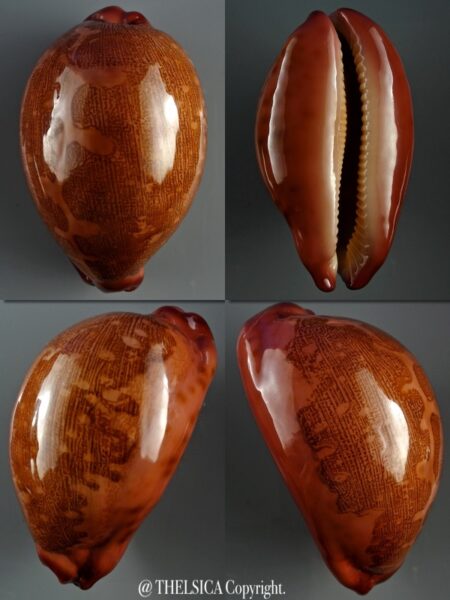 Leporicypraea mappa mappa panerythra 71,9 mm Gem-0