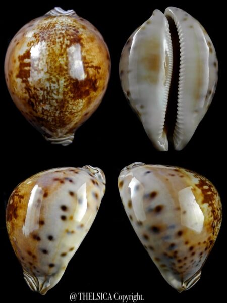 Leporicypraea valentia 86,8 mm Gem-0