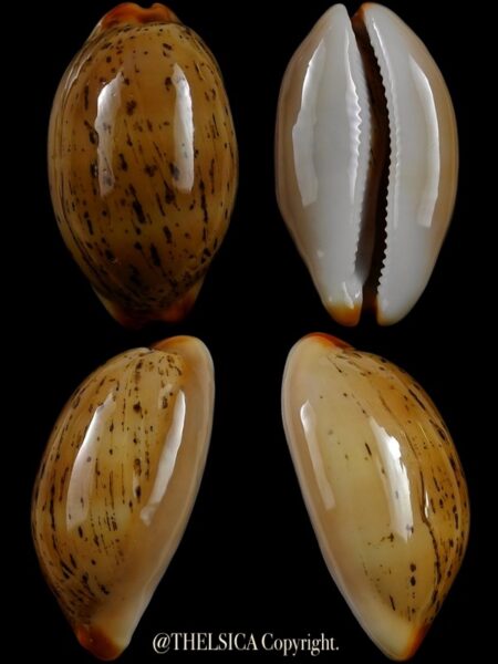 Luria isabellamexicana 29,9 mm Gem-0