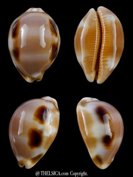 Luria tessellata 28,4 mm Gem-0