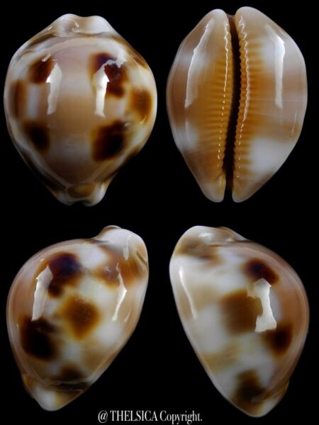 Luria tessellata 28,9 mm Gem-0