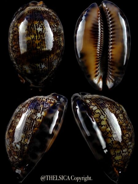 Mauritia arabica 55,0 mm Gem-0