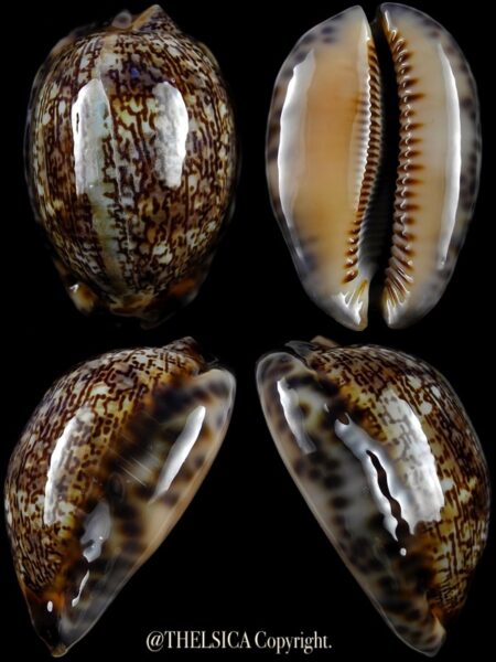 Mauritia arabica arabica 50,2 mm Gem-0