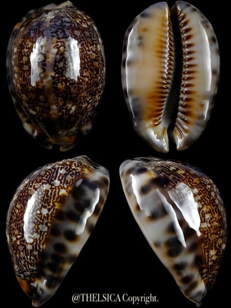 Mauritia arabica arabica 52,9 mm Gem-0