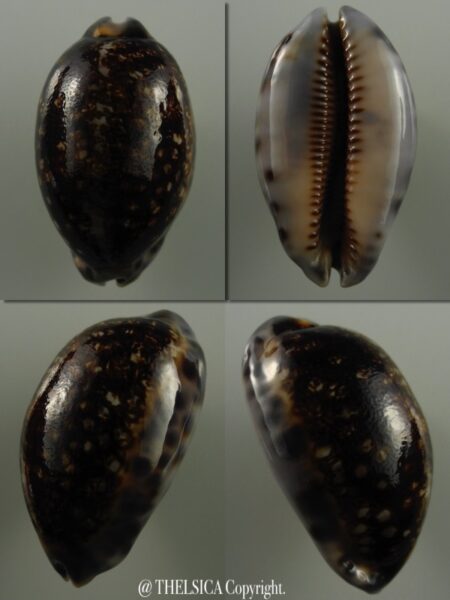 Mauritia eglantina N&R 46,6 mm Gem-0