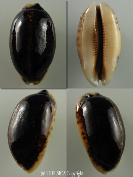 Mauritia eglantina N&R 50 mm Gem-0