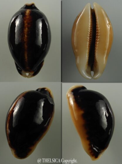 Mauritia eglantina N&R 51,5 mm Gem-0