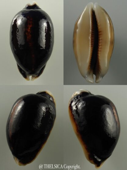 Mauritia eglantina N&R 54,8 mm Gem-0