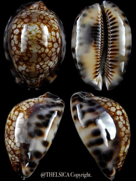 Mauritia maculifera scindata 53,5 mm Gem-0