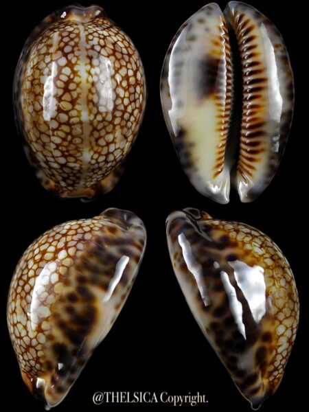Mauritia maculifera scindata 55,8 mm Gem-0