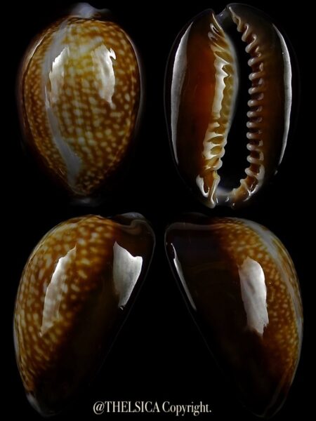 Monetaria caputdraconis poppei 25,8 mm Gem-0