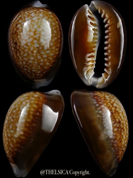 Monetaria caputdraconis poppei 26,5 mm Gem (-)-0