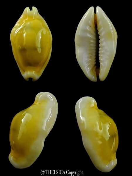 Monetaria moneta rostree 30,2 mm Gem-0