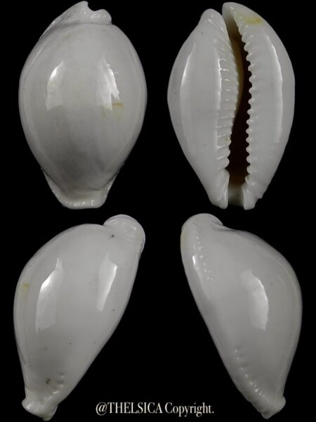 Naria eburnea 46,0 mm Gem-0