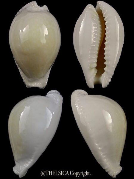 Naria eburnea mara 38,6 mm Gem-0