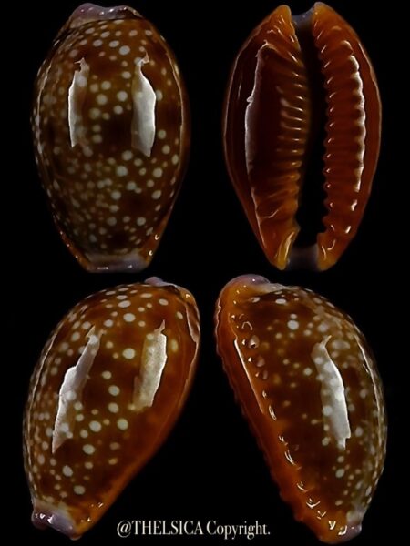 Naria helvola citrinicolor ... DWARF ....14,9 mm Gem-0