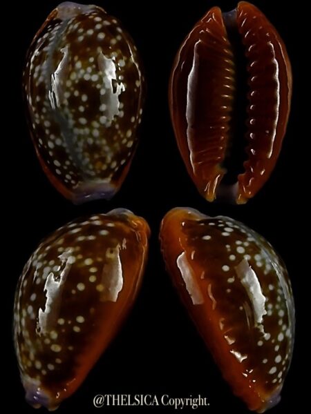 Naria helvola citrinicolor .. DWARF ...15,4 mm Gem-0