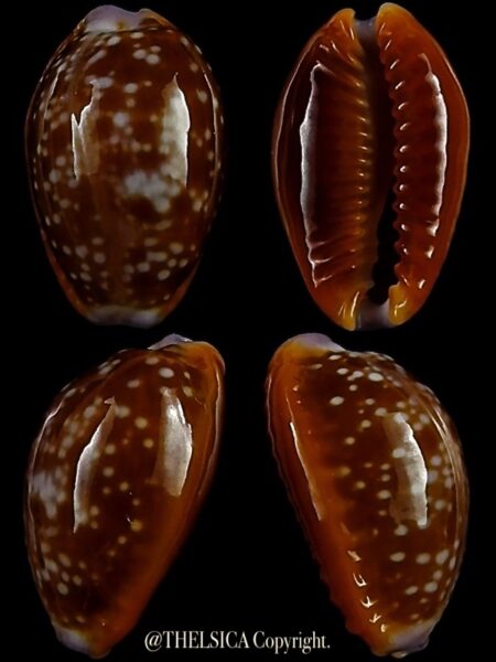 Naria helvola citrinicolor "Dwarf" 15,0 mm Gem-0