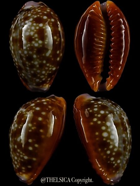 Naria helvola citrinicolor "Dwarf" 15,5 mm Gem-0