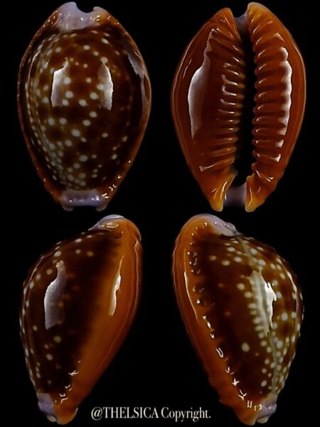 Naria helvola citrinicolor "Dwarf" 17,6 mm Gem-0