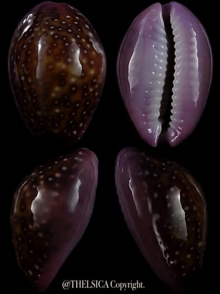 Naria poraria scarabeus 15,6 mm Gem-0