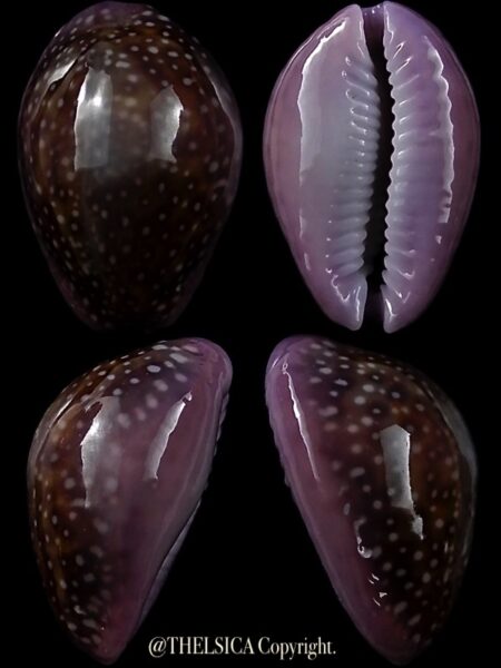 Naria poraria scarabeus 17,9 mm Gem-0