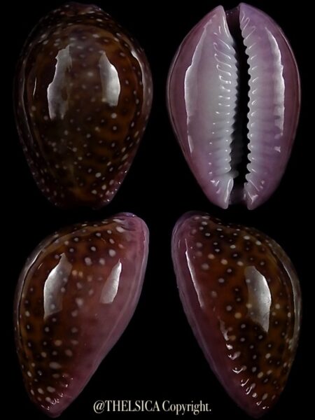 Naria poraria scarabeus 18,1 mm Gem-0