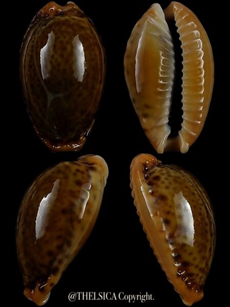 Cypraea spurca verdensium 23,1 mm Gem-0