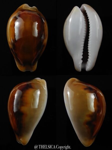 Neoburnaya spadicea...Rusty... 44,5 mm Gem-0