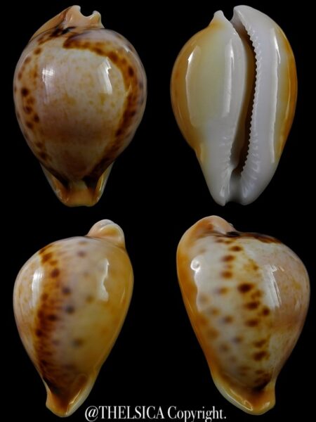 Nesiocypraea teramachii neocaledonica 55,3 mm Gem-0
