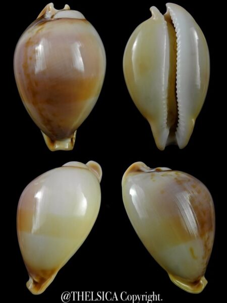 Nesiocypraea teramachii polyphemus 68,2 mm Gem-0
