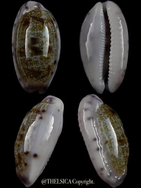Talostolida teres janae 26,5 mm Gem-0