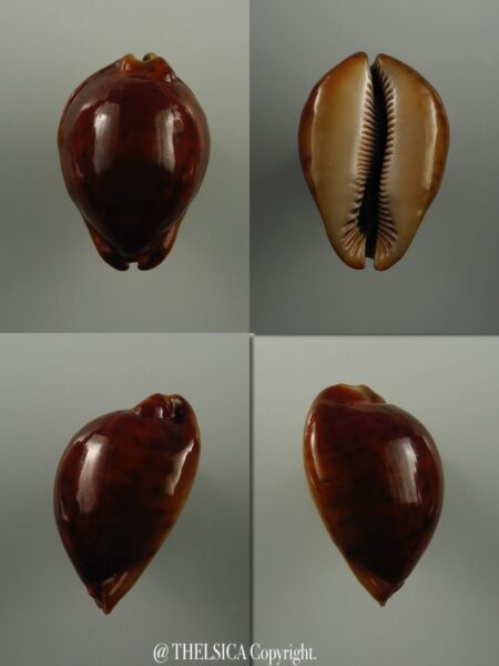 Trona stercoraria ... RUSTY..DWARF.. 46 mm Gem (-)-0