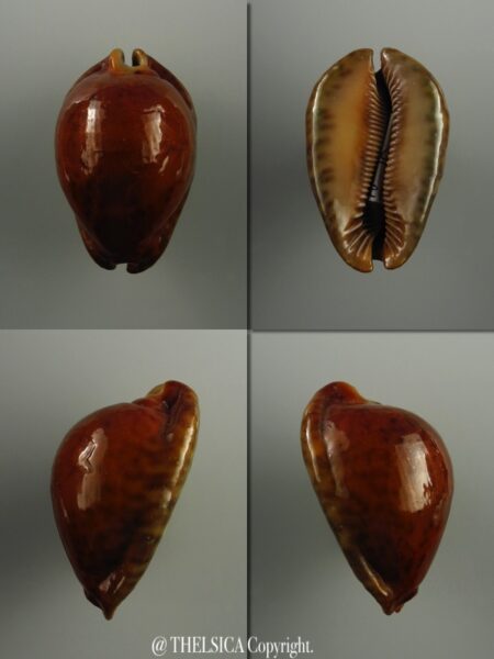 Trona stercoraria ... RUSTY..DWARF.. 51,6 mm F+++/ Gem (-)-0