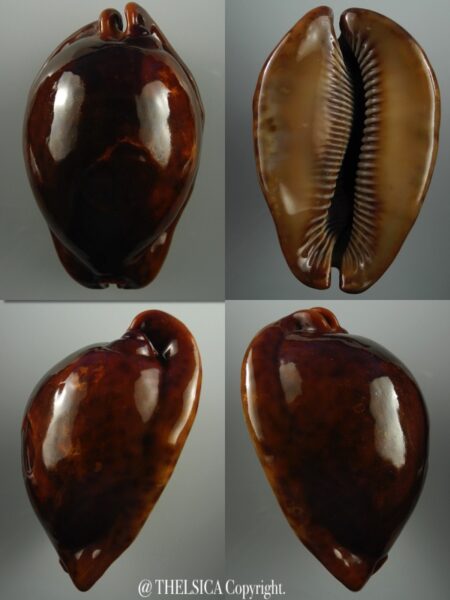 Trona stercoraria ... RUSTY.... 92,3 mm F+++/Gem-0