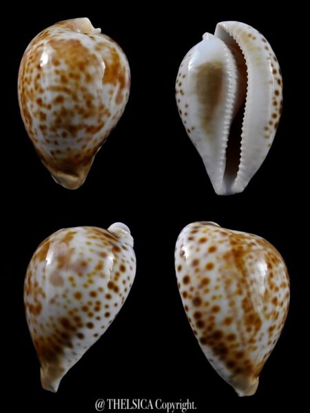 Umbilia hesitata beddomei ... DWARF ... 58,3 mm Gem-0