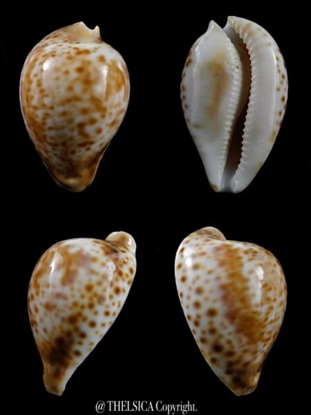 Umbilia hesitata beddomei ... DWARF ... 58,5 mm Gem (-)-0