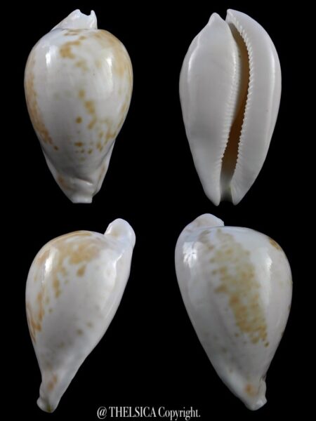 Umbilia hesitata hesitata ... Big size ... 102,7 mm Gem-0