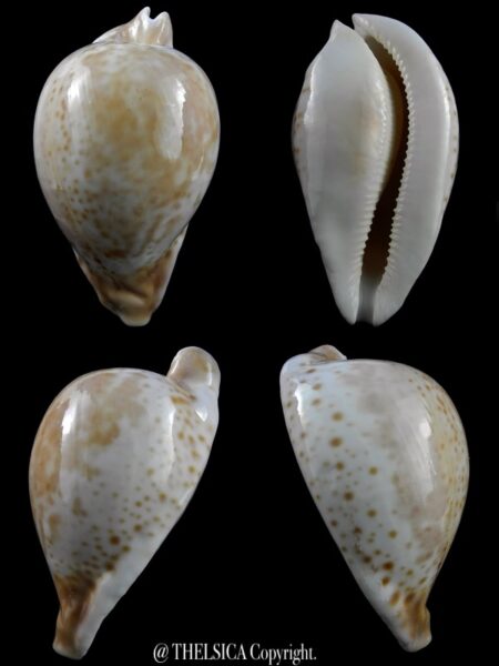 Umbilia hesitata hesitata ... Big size ... 107,5 mm Gem ( - )-0