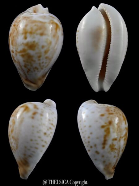 Umbilia hesitata suprastrata 82,9 mm Gem 79 grms-0
