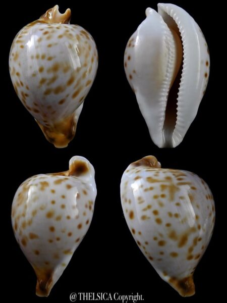 Umbilia oriettae 75,9 mm Gem-0