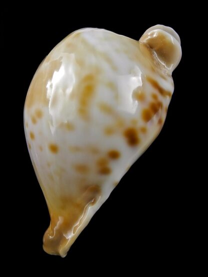 Umbilia petilirostris.. 78,1 mm Gem (-)-27989
