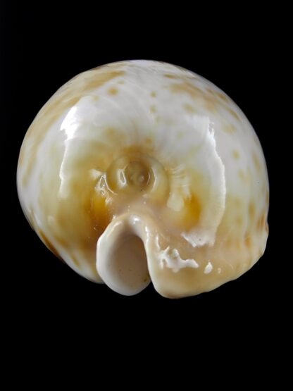Umbilia petilirostris.. 78,1 mm Gem (-)-27990