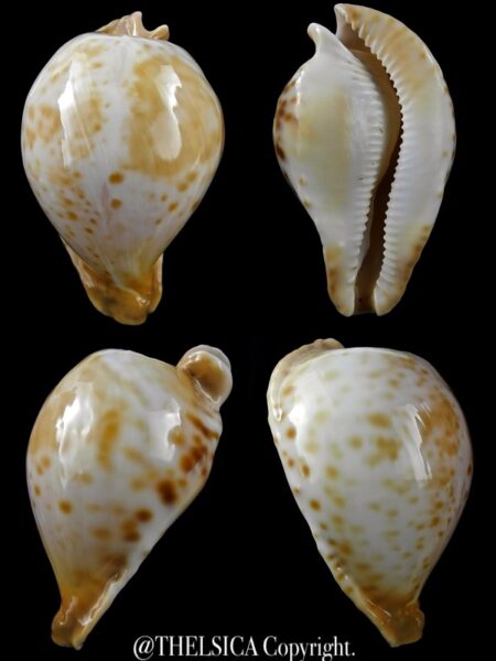 Umbilia petilirostris.. 78,1 mm Gem (-)-0