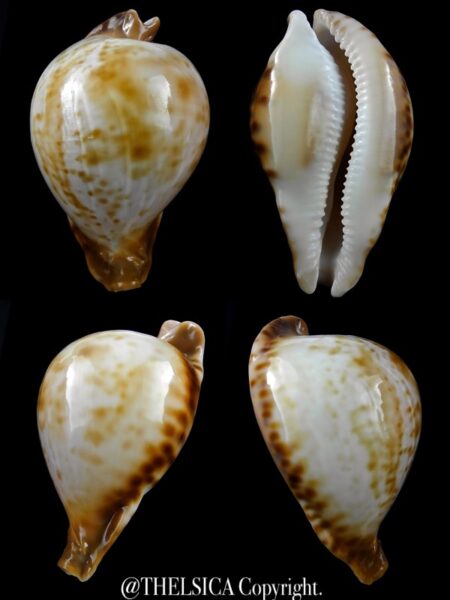 Umbilia petilirostris.. 83,4 mm F+++/Gem-0