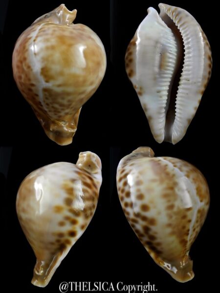 Umbilia petilirostris..VERY Special colour ... 83,7 mm F++-0