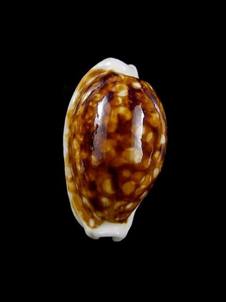 Cribrarula cribraria zadela N&R 23,2 mm Gem-27544
