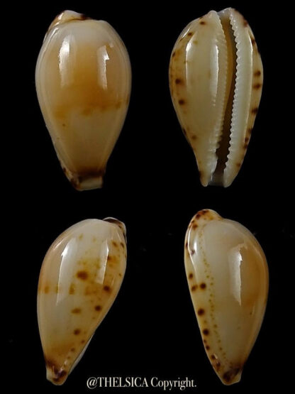 Palmulacypraea musumea 19 mm Gem-0