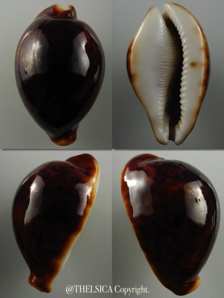 Cypraea pantherina funebralis 66,9 mm F+++/Gem-0