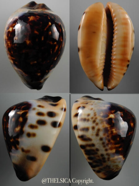 Zoila eludens eludens 68,5 mm Gem-0